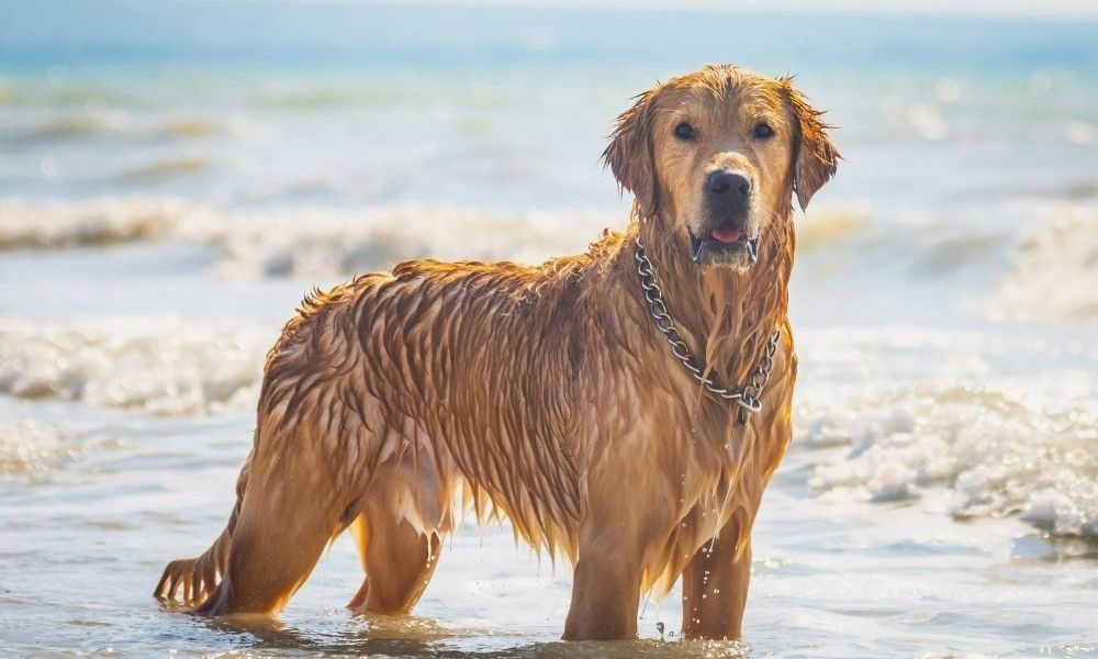 Nasser Hund am Strand schaut in die Kamera
